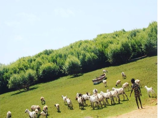 Herd of Somali goats and sheep grazing with a herder